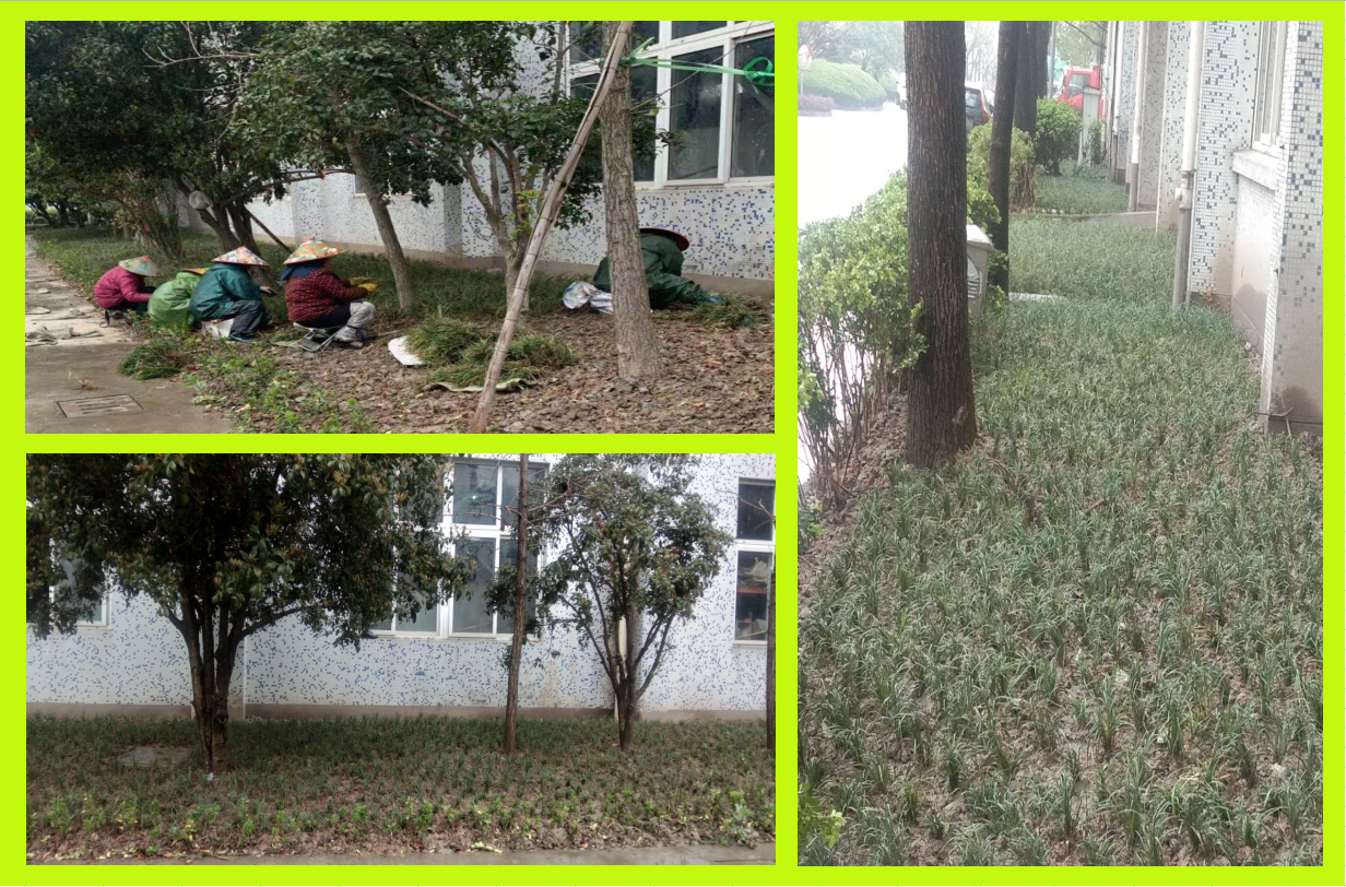 种植绿化，美化坏境