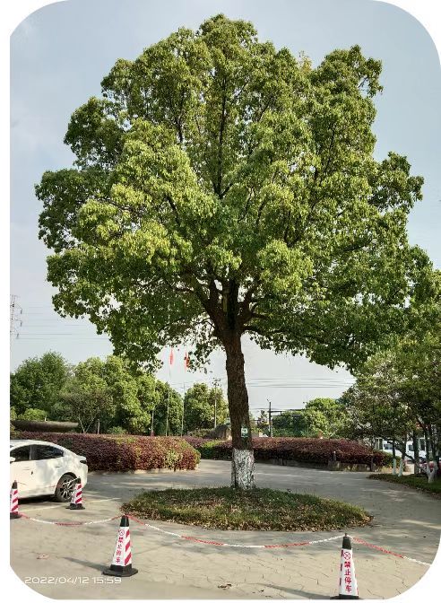 补充营养，香樟树“打点滴”