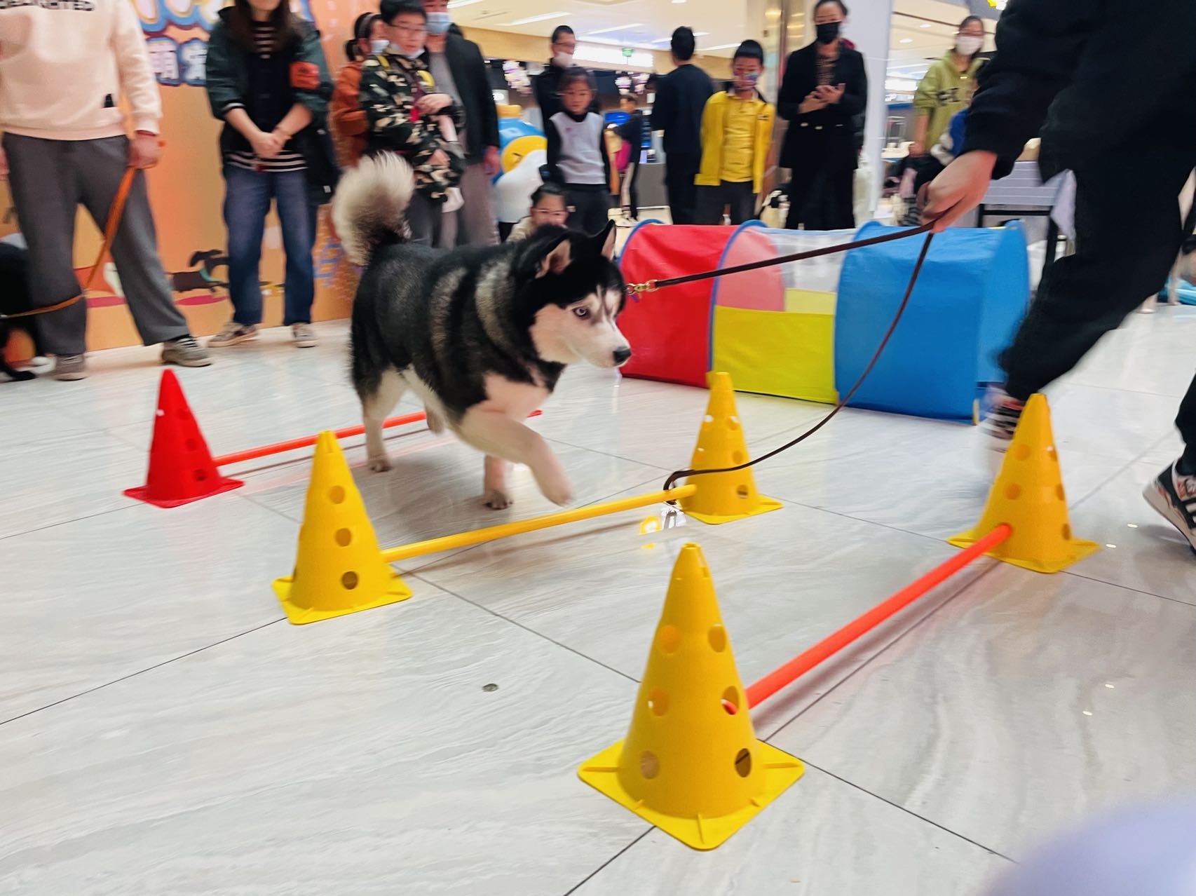 水晶城宠物活动会圆满实现